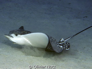 an eagle ray eating on the ground by Olivier Notz 